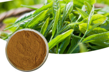 Tea Polyphenol supplier-bovlin.jpg